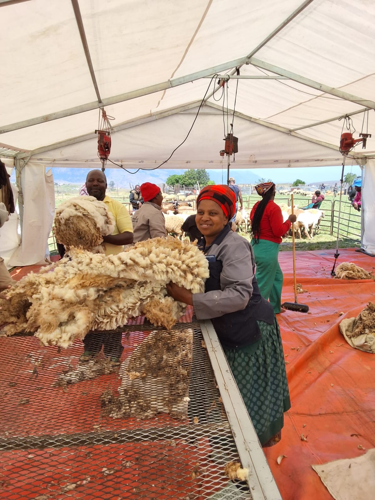 A farmer weighs a bag of raw wool on a hanging scale for payment on the day of shearing.