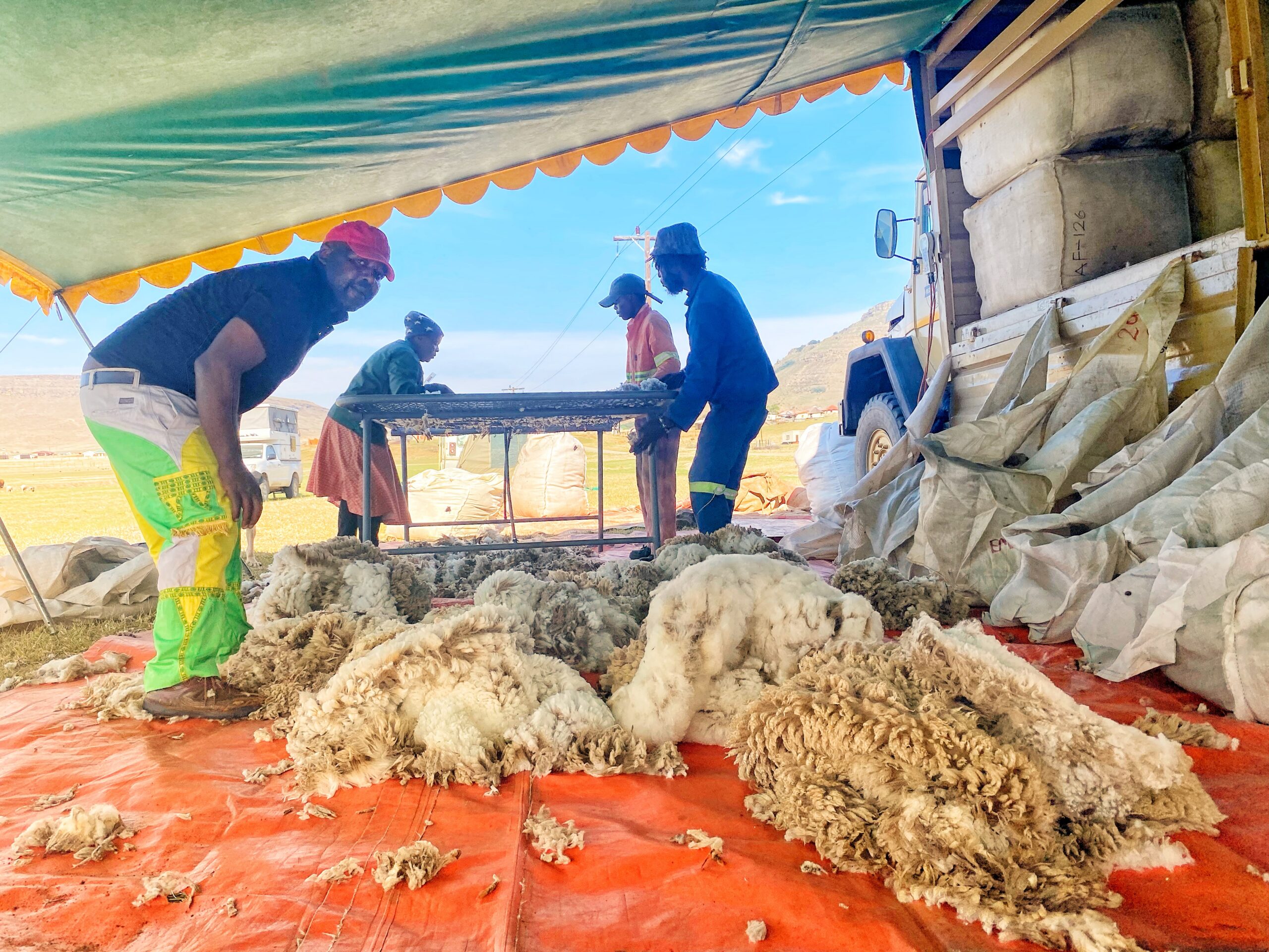 A mobile shearing crew sorts freshly clipped fleece under a canvas awning beside the wool truck.