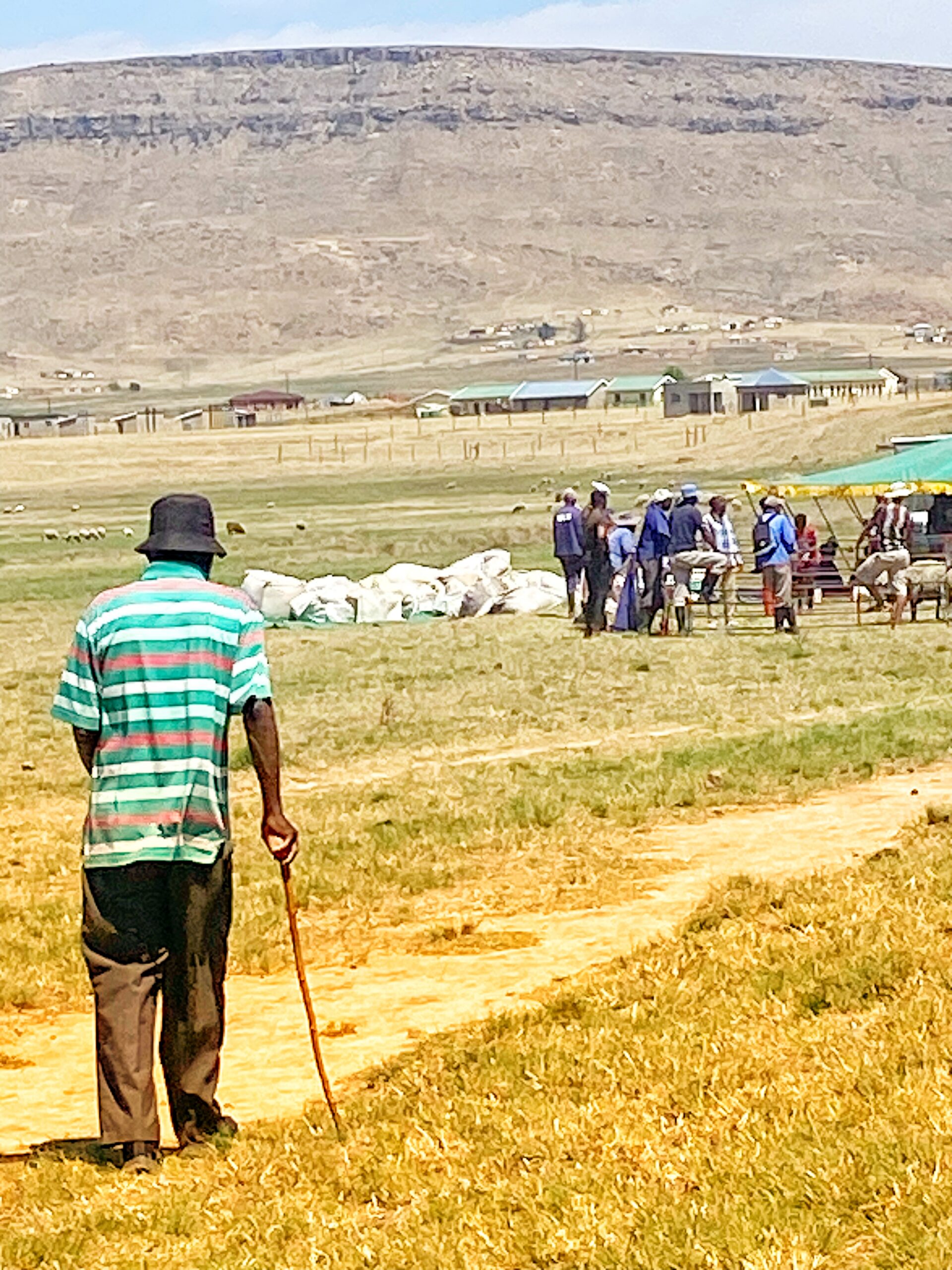 An elder leans on a wooden stick, watching a shearing gathering on the grassland from a distance.