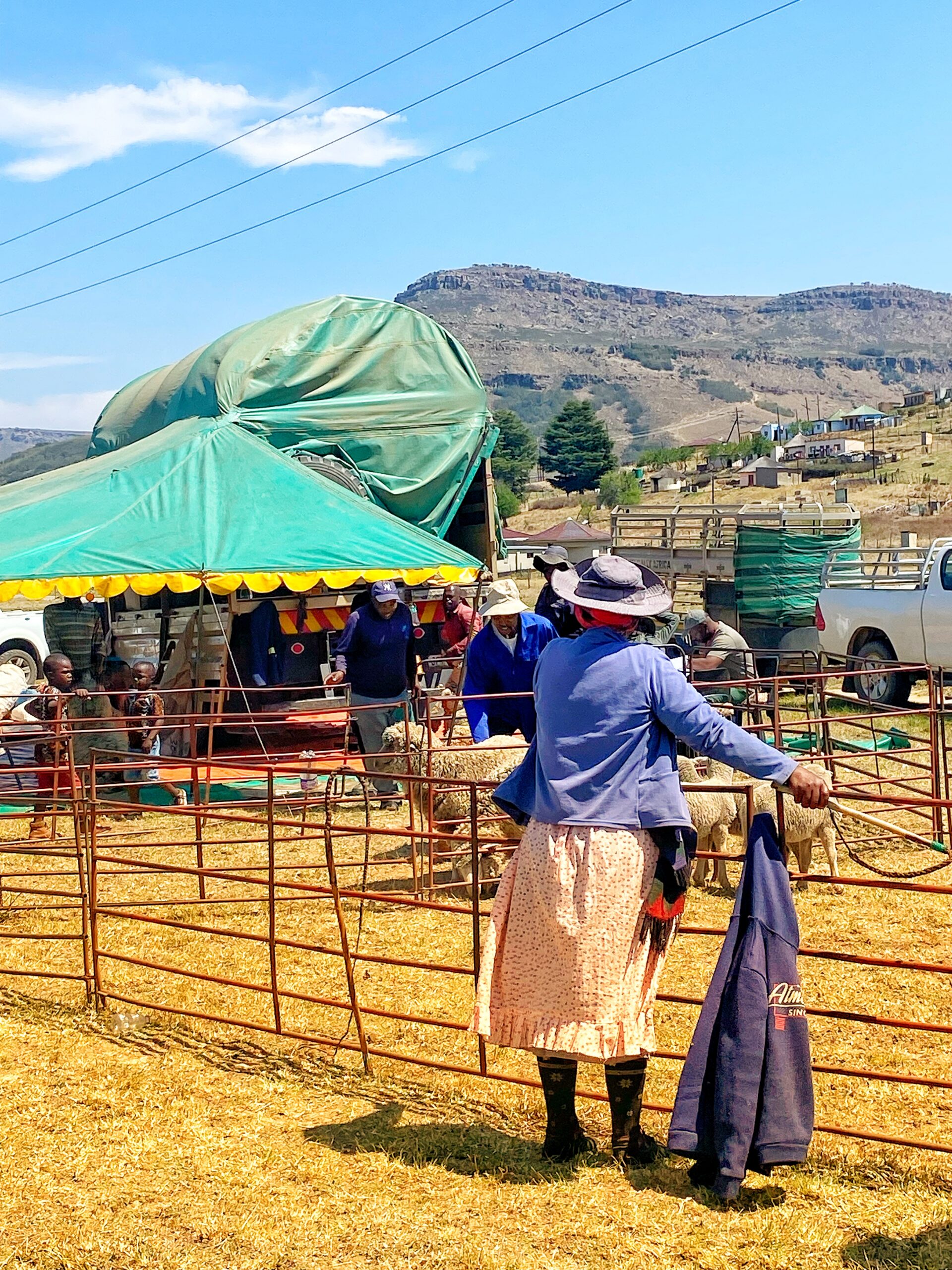 A farmer stands at the pen fence during shearing day, sheep gathered behind her.