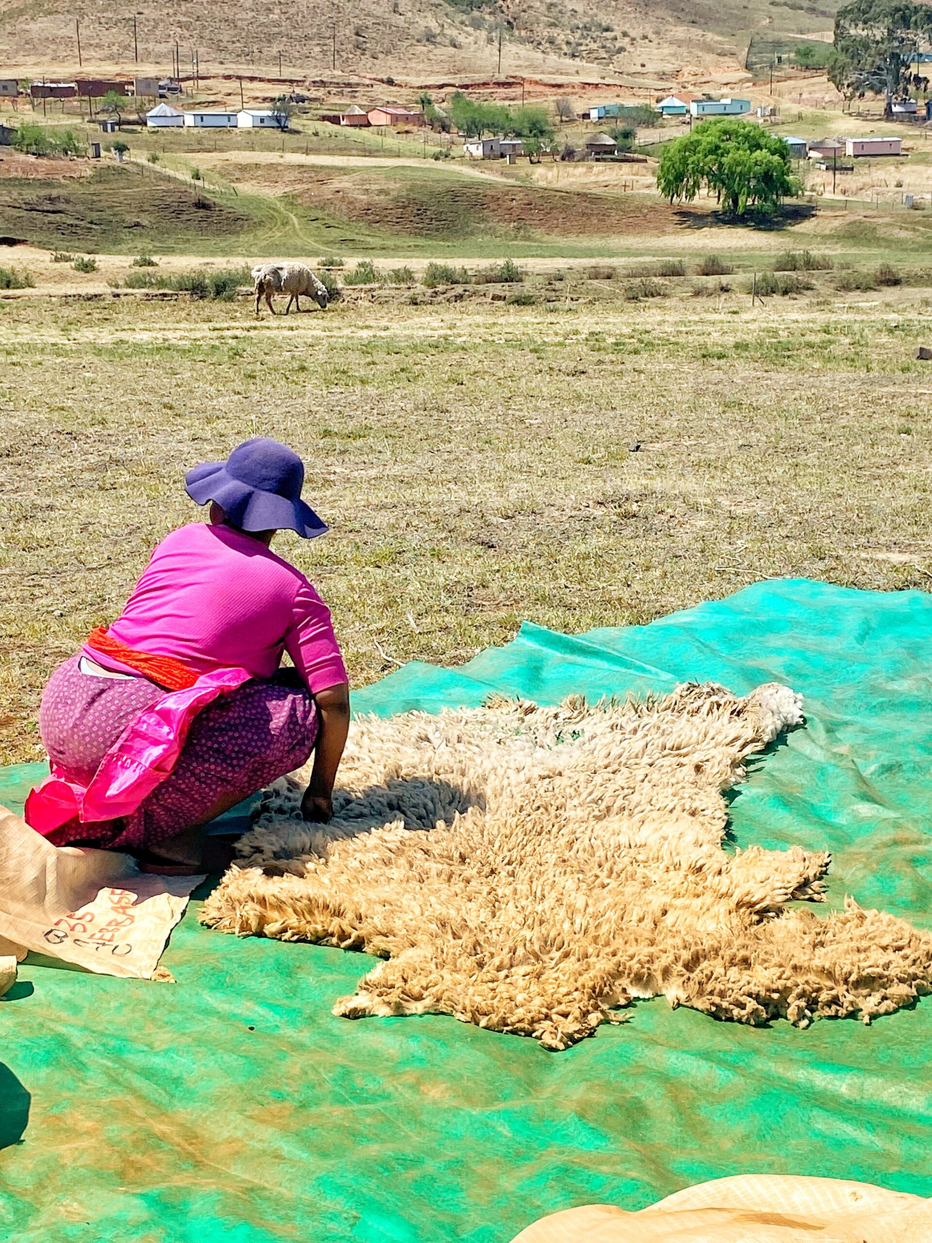 A woman sorts raw fleece laid out on a tarpaulin across open grassland, with a grazing sheep in the distance.