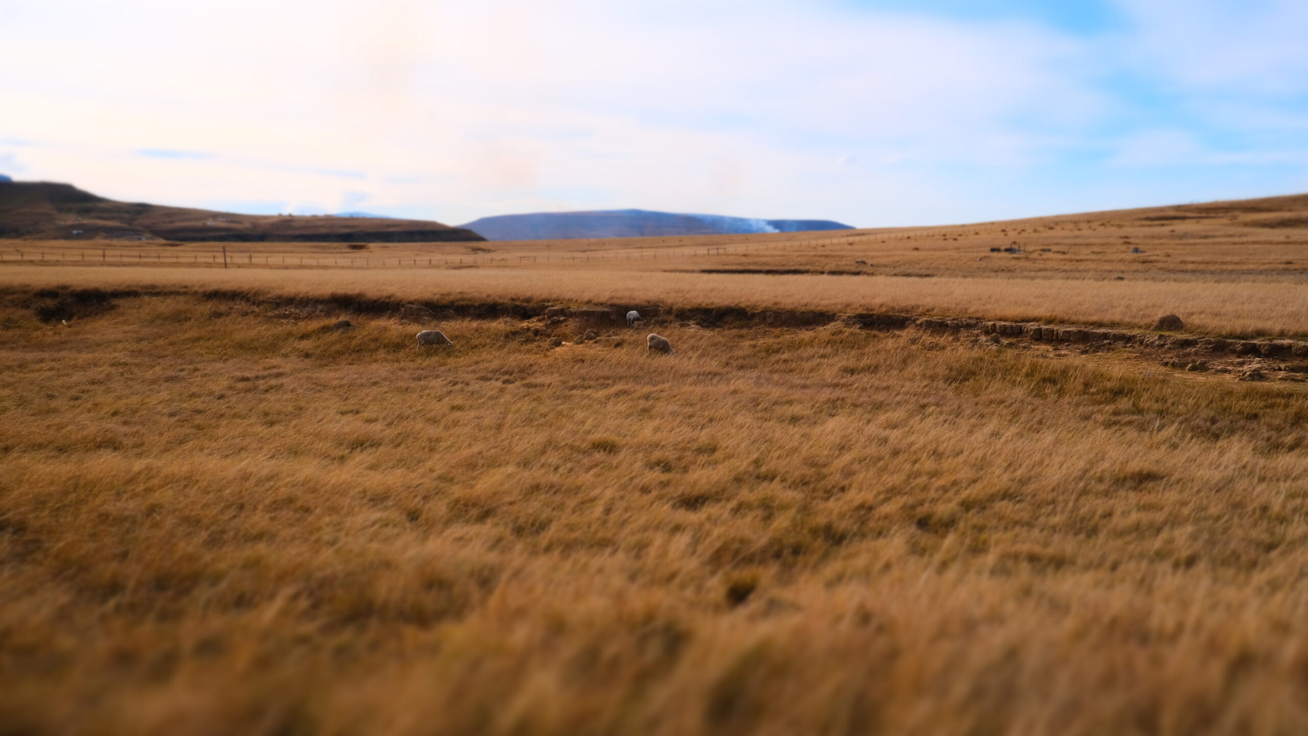 Golden grassland stretching toward the mountains, communal rangeland in the Eastern Cape highlands.