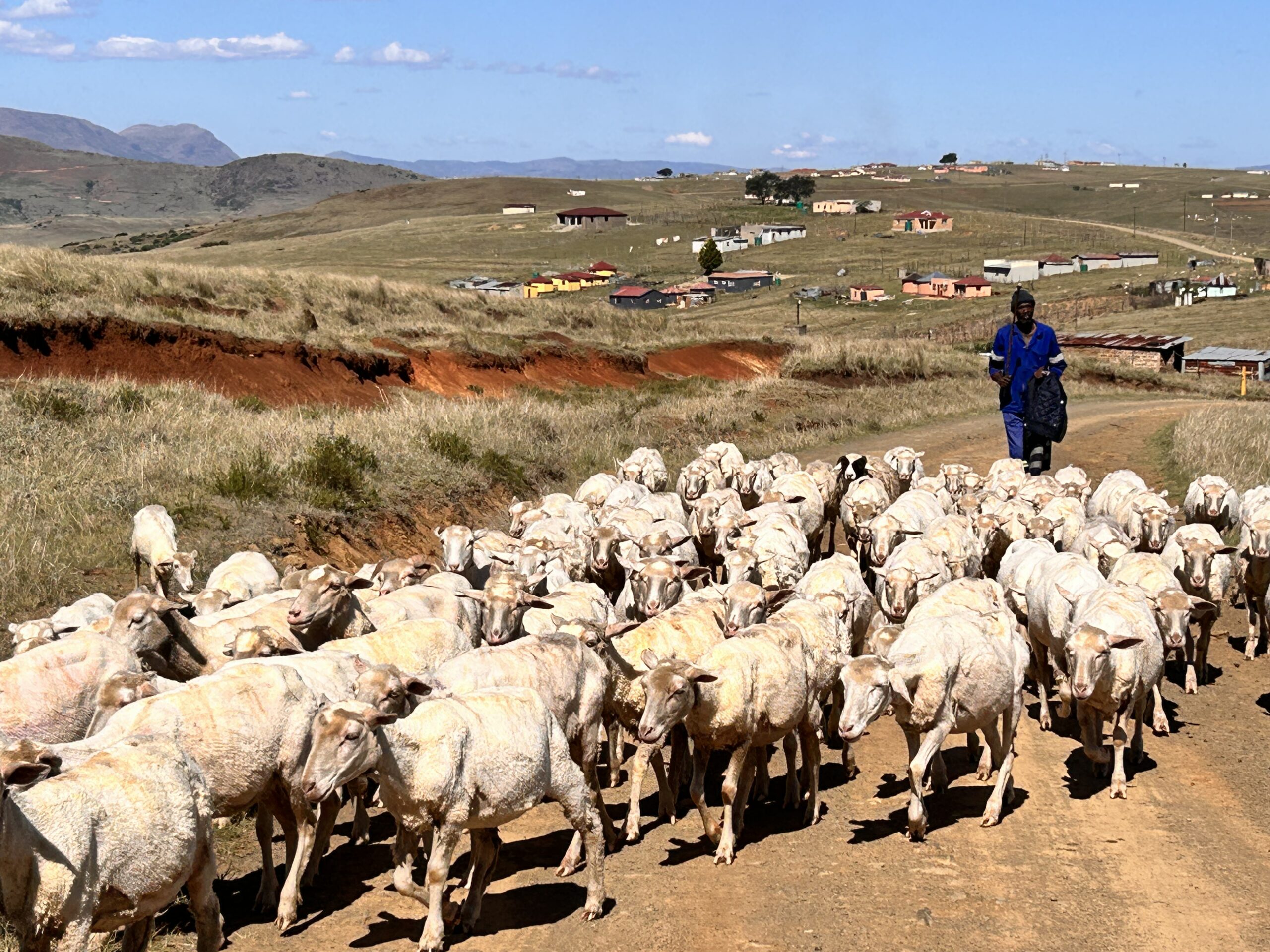 A shepherd walks a flock of communal wool sheep across open rangeland toward a village in the Eastern Cape highlands.